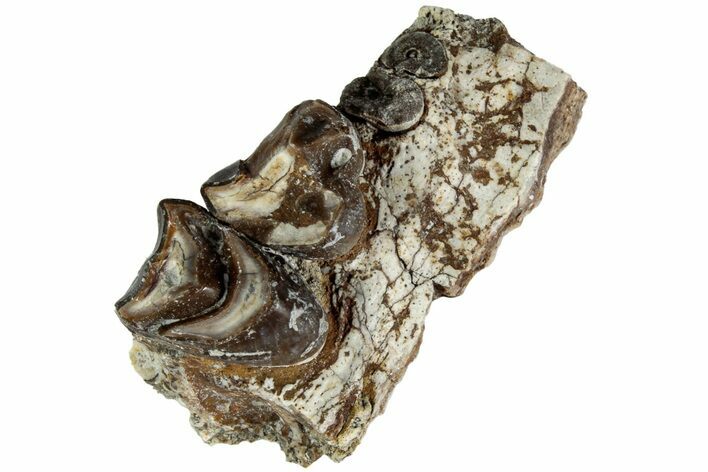 Oreodont (Merycoidodon) Jaw Section - South Dakota #215898